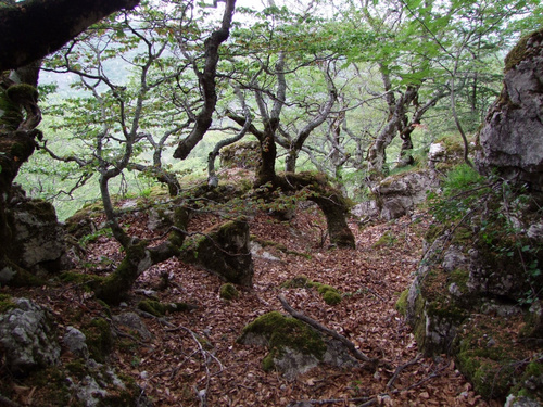 HETRAIE DE LA SAPIE A EOURRES