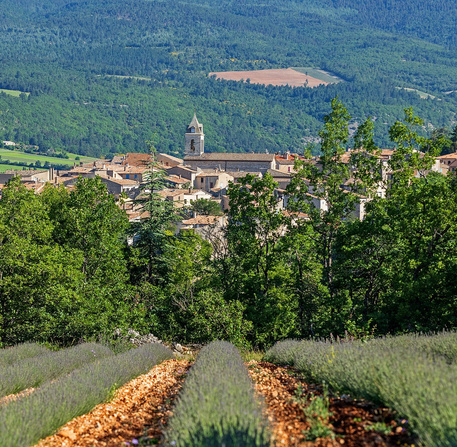 Sault, vue générale sur le village, champ de lavande au premier plan