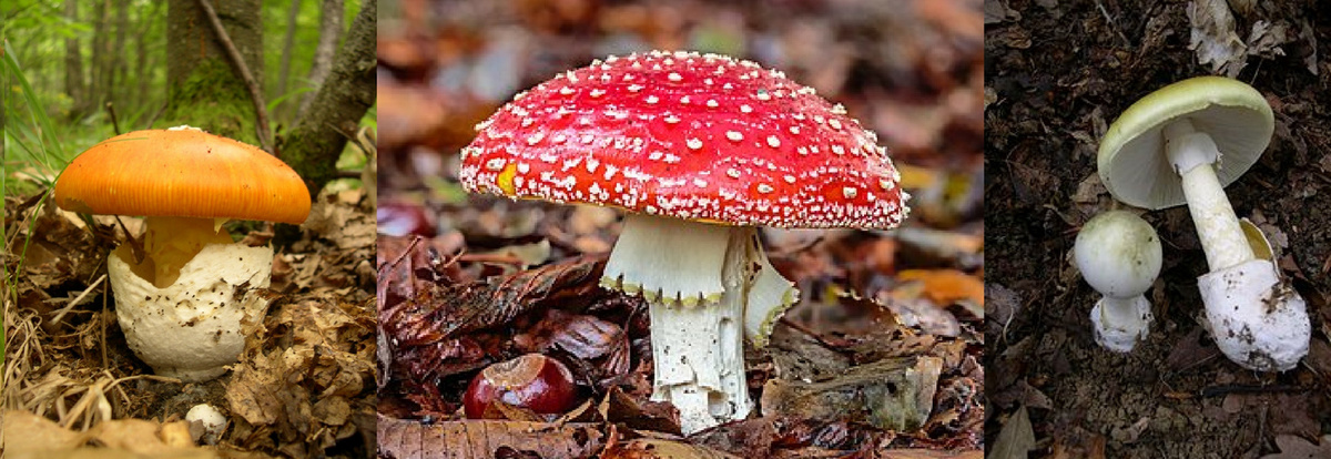 Champignons amanites