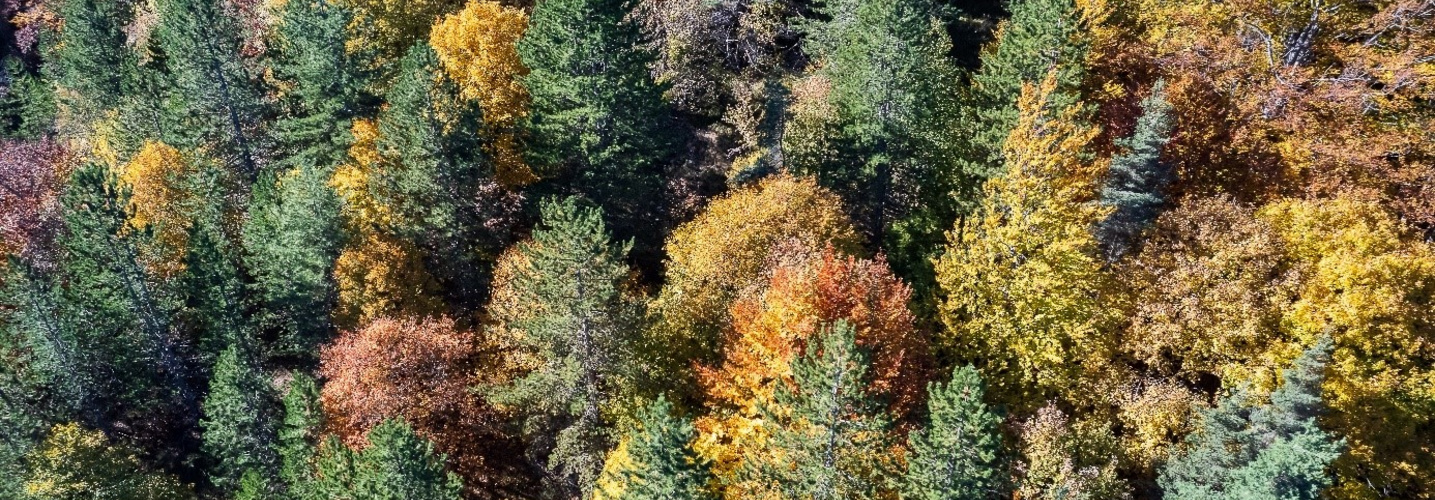 Foret en prise aerienne
