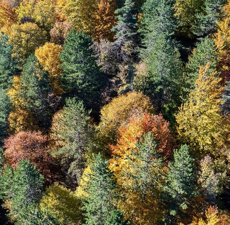 Foret en prise aerienne