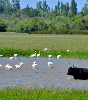 Réserve naturelle régionale de la Tour du Valat, un réservoir de biodiversité au cœur de la Camargue
