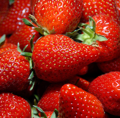 Fraises de Carpentras