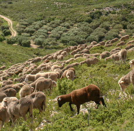 Transhumance