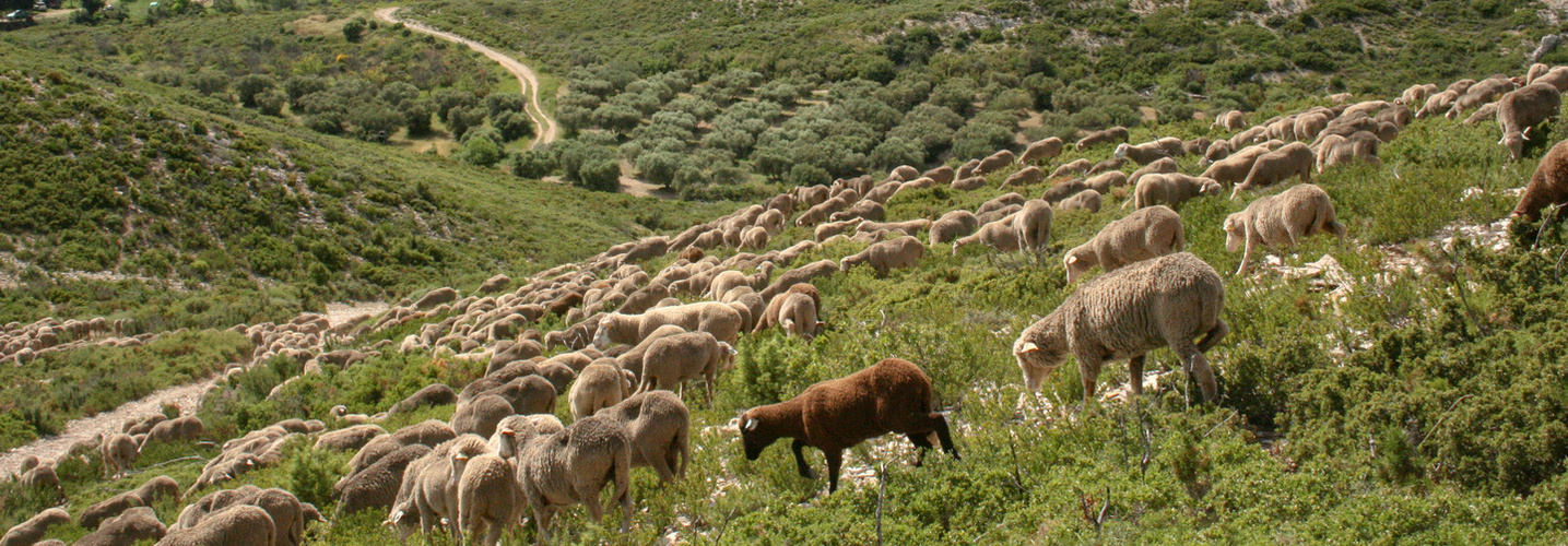 Transhumance