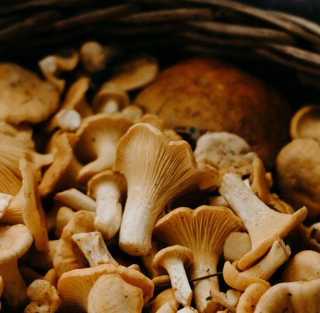 Champignons