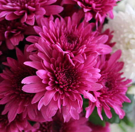 Fleurs