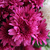 Fleurs