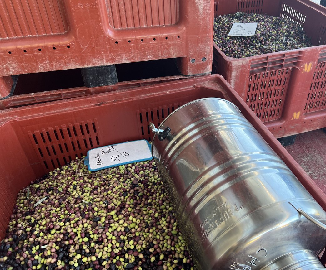 caisses olives