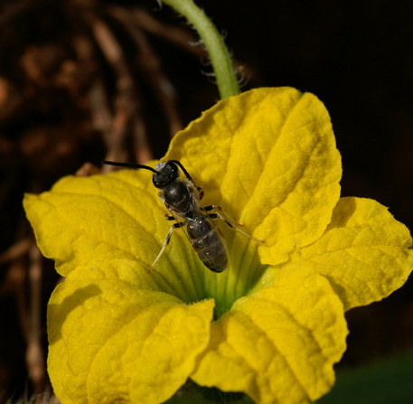 Abeille et fleurs 