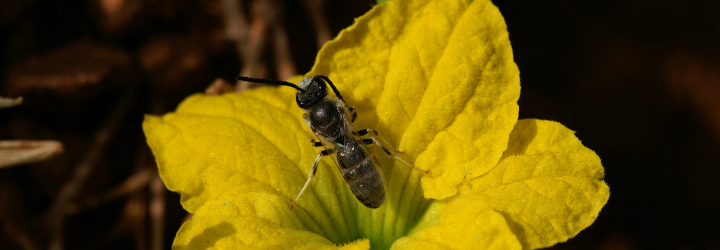Abeille et fleurs