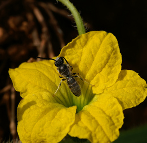 Abeille et fleurs 