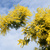 Mimosa en fleur