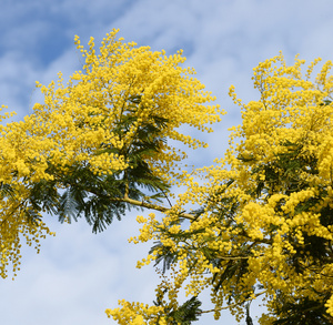 Mimosa Mimosa en fleur