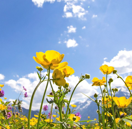 Champs de fleurs