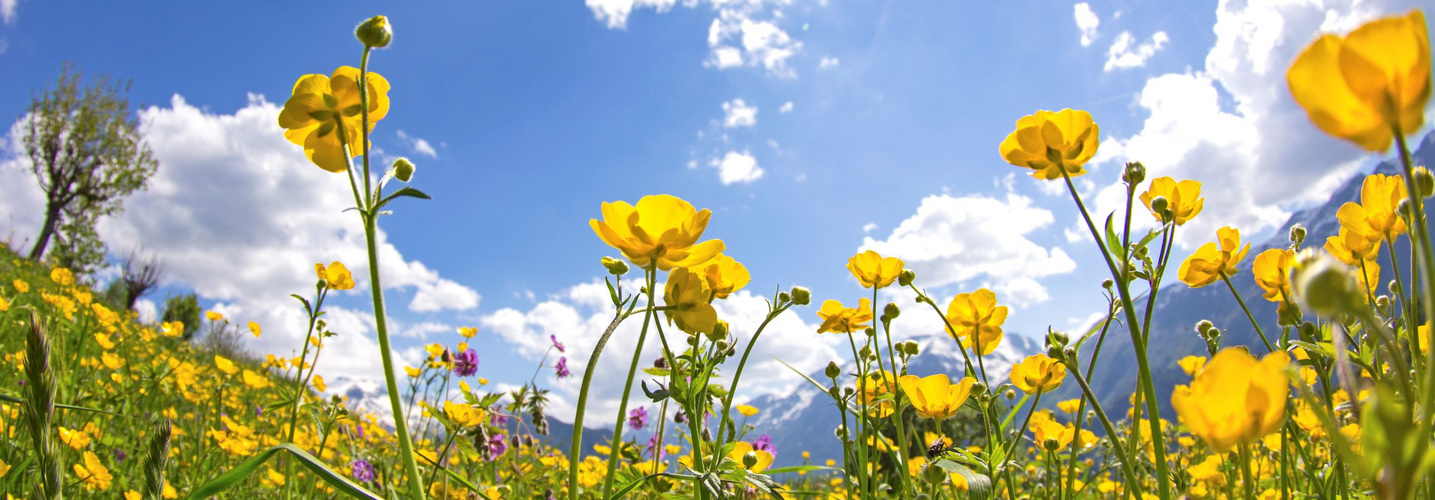 Champs de fleurs