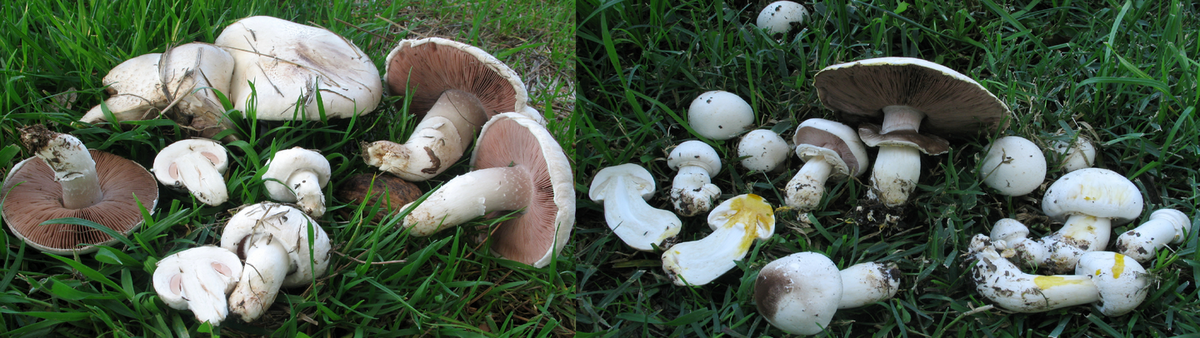 Champignons agarics