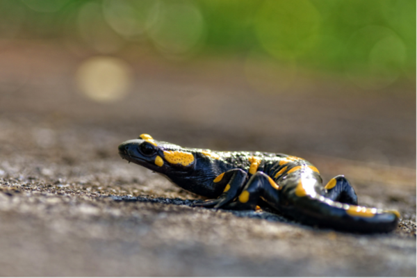 Salamandra Parc du mont ventoux