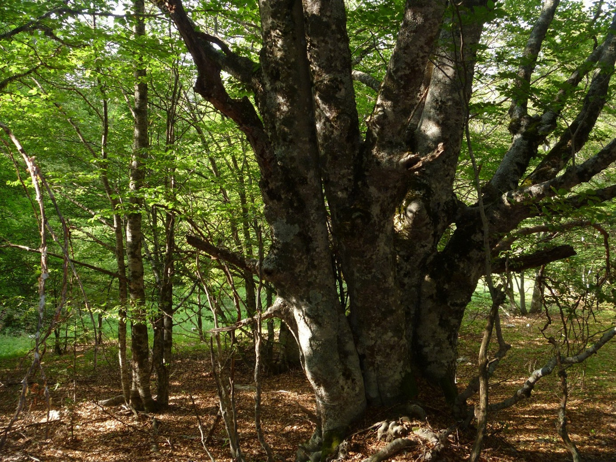 Bois de la Sapie, commune d’Eourres