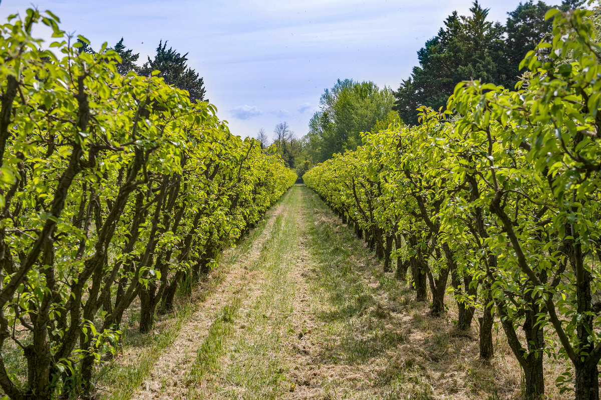 Soutien aux agriculteurs et viticulteurs touches par la vague de gel.