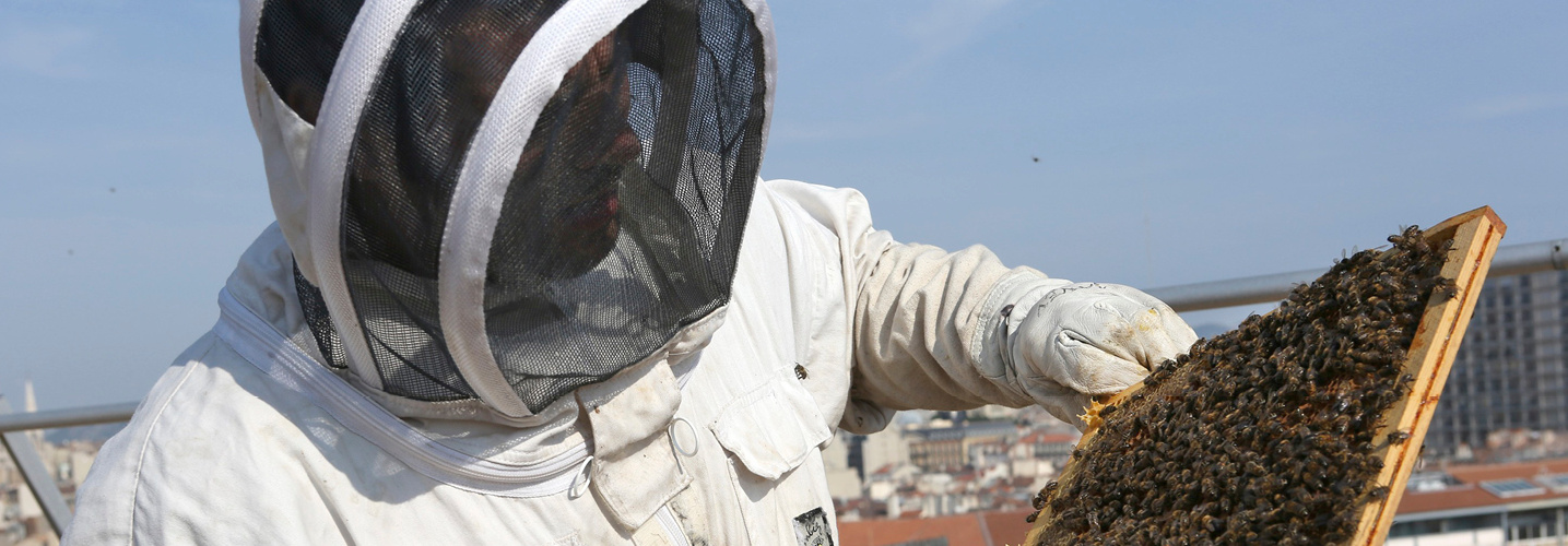 plan abeilles region sud