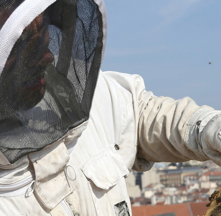 plan abeilles region sud
