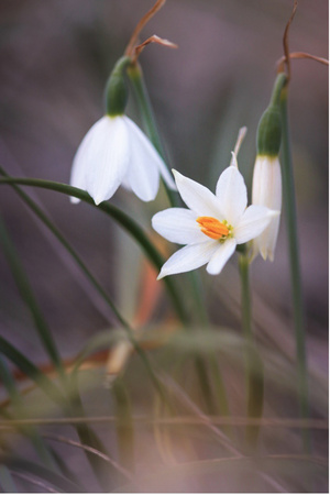 fleur Acis fabrei - Parc naturel régional Mont Ventoux