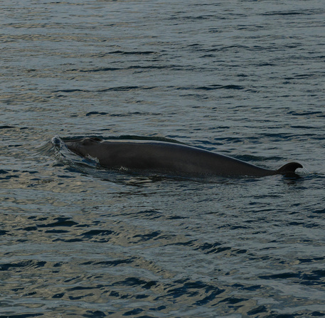 Mammifère marin