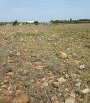 Réserve naturelle régionale de la Poitevine Regarde-venir, entre Crau sèche et Crau humide