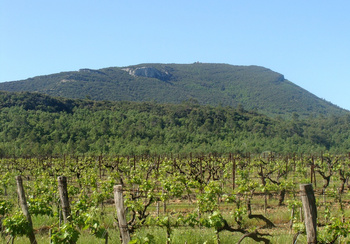 Coteaux varois