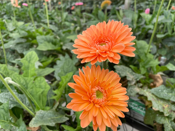 Fleurs