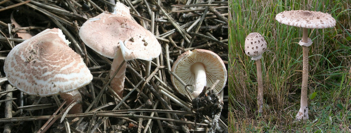 Champignons lepiotes