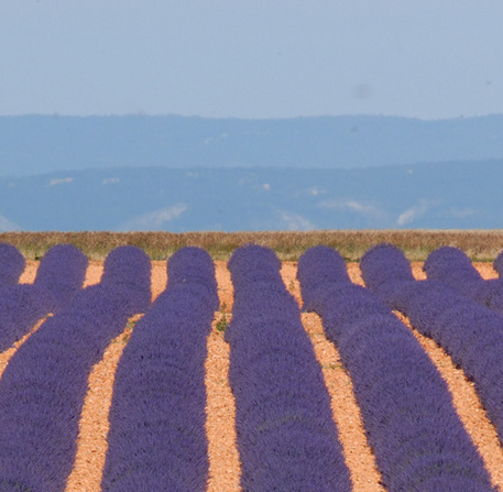 Lavande sur le plateau de Valensole