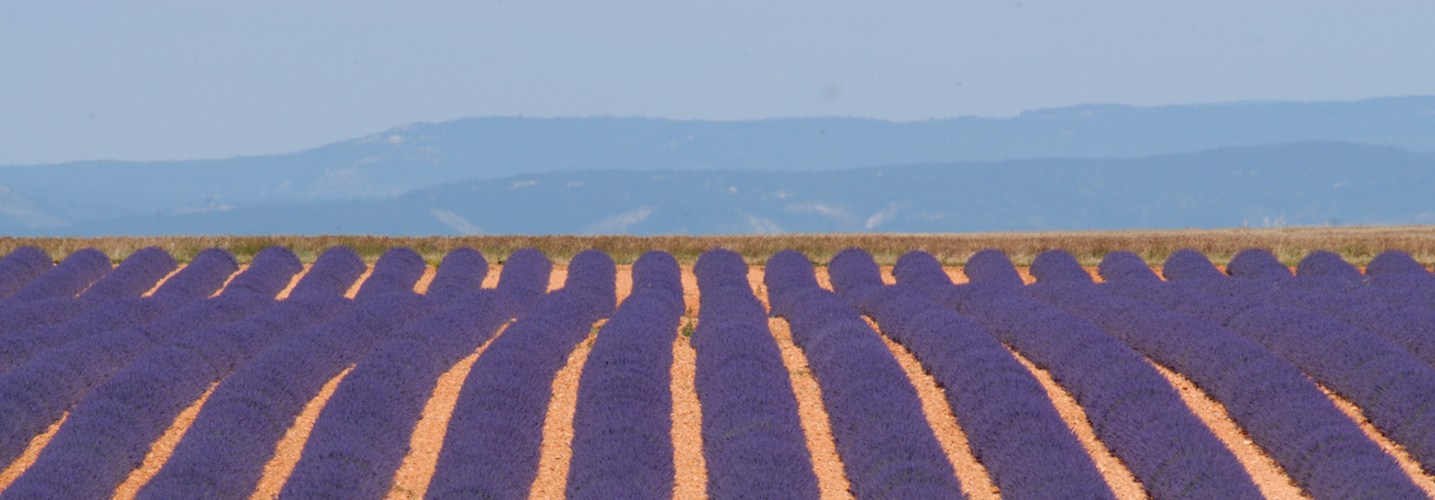 Lavande sur le plateau de Valensole
