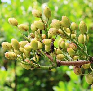 Pistachiers