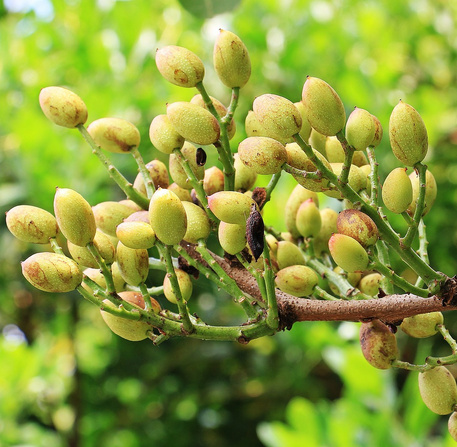 Pistachiers