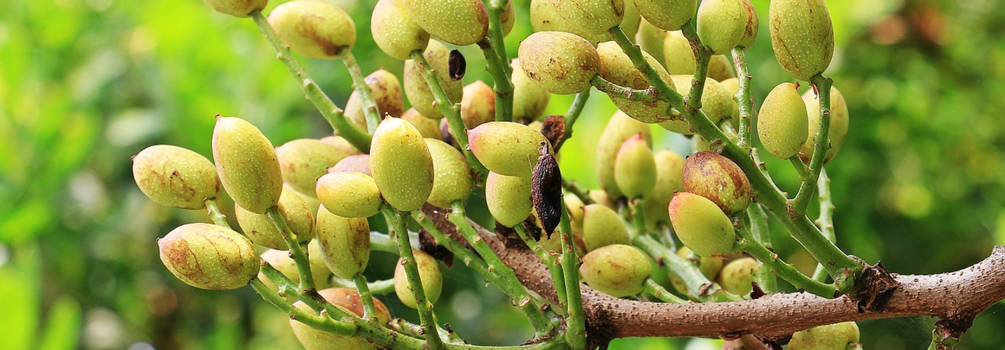 Pistachiers