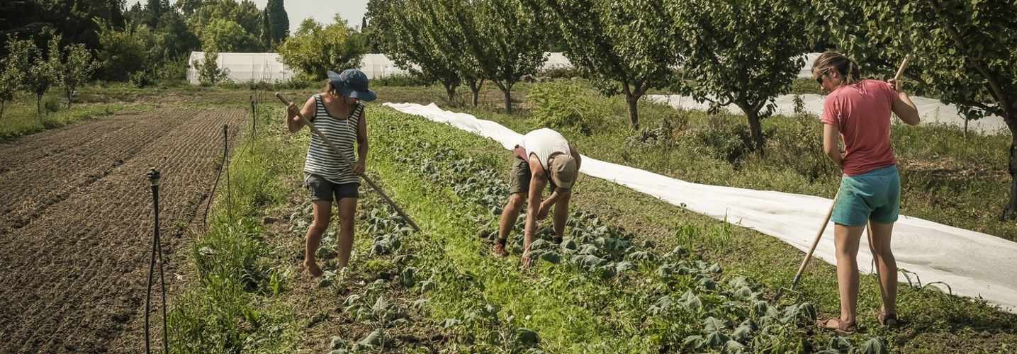 Jardin potager