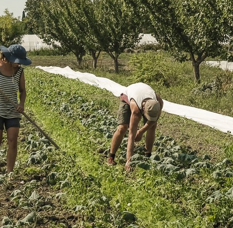 Jardin potager