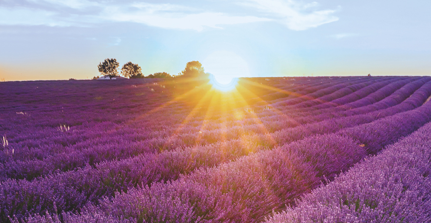 Sunset setting down on the lavender fields in bloom in Valensole