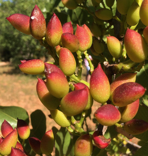 agriculture-_fruits