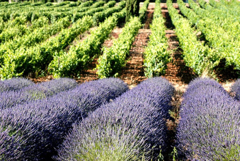 Côtes de Provence