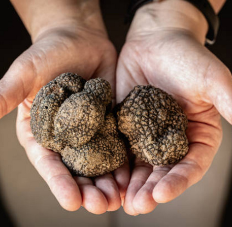 Truffes