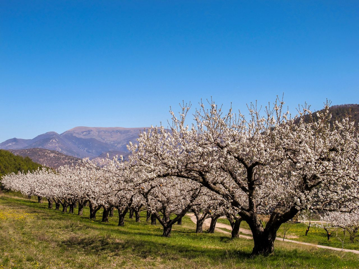 Arbres en fleur
