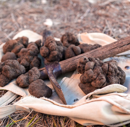 Truffes