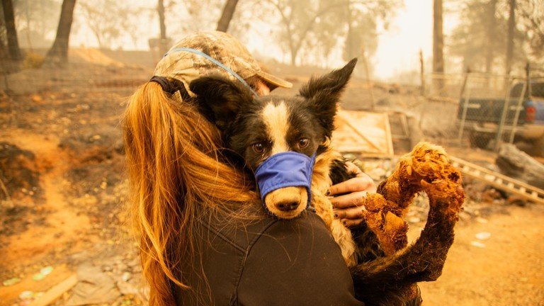 Incendies : comment aider les animaux ?