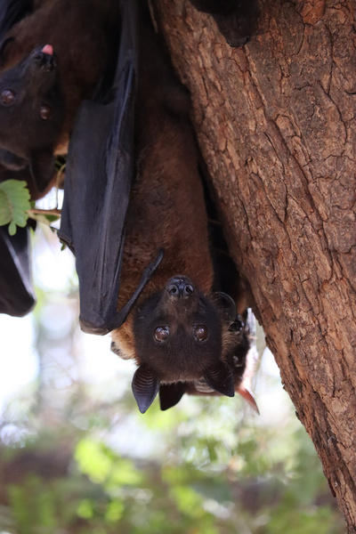 Chauve-souris : à la découverte d'un animal fabuleux